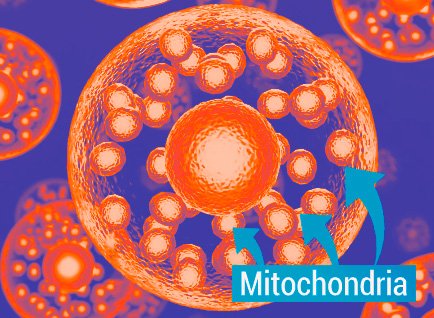 Illustration of mitochondria support supplement function