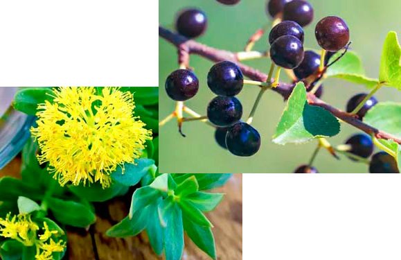 Maqui Berry and Rhodiola for natural weight loss aid