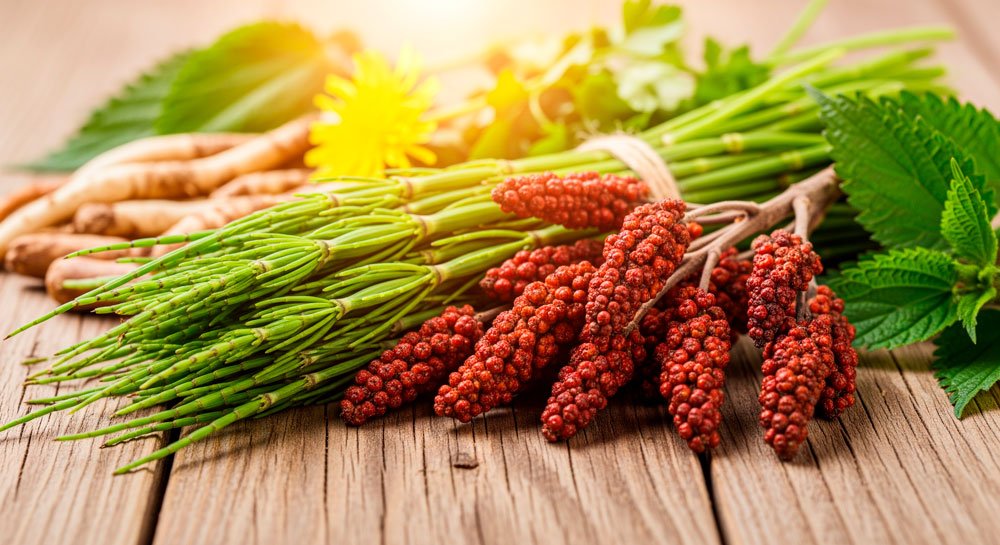 Natural botanicals used for advanced kidney support in supplements.